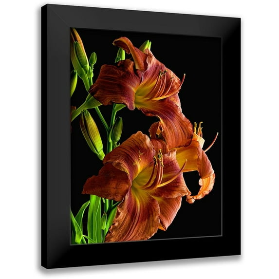 Reynolds, Richard 12x14 Black Modern Framed Museum Art Print Titled - Daylily