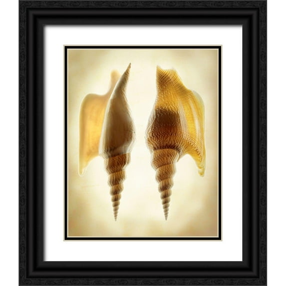 Reynolds, Richard 12x14 Black Ornate Wood Framed with Double Matting Museum Art Print Titled - Listers Conch 2