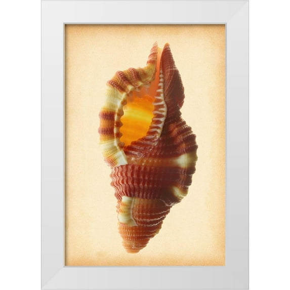 Reynolds, Richard 13x18 White Modern Wood Framed Museum Art Print Titled - Cymatium Bibbeyi