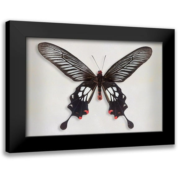Reynolds, Richard 14x11 Black Modern Framed Museum Art Print Titled - Common Clubtail