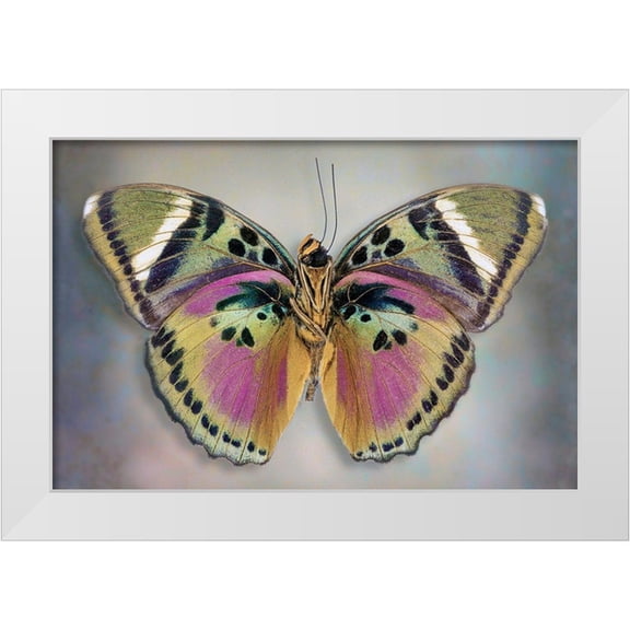Reynolds, Richard 14x11 White Modern Wood Framed Museum Art Print Titled - Common Pink Forester (Underside)