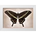 thumbnail image 1 of Reynolds, Richard 14x11 White Modern Wood Framed Museum Art Print Titled - Papilio Lormieri, 1 of 4