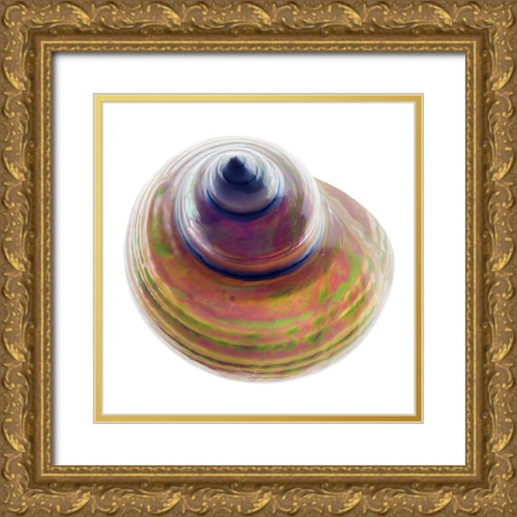 Reynolds, Richard 15x15 Gold Ornate Wood Framed with Double Matting Museum Art Print Titled - Pearl Turban Shell 1