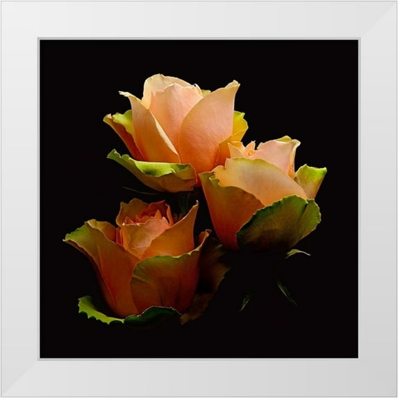 Reynolds, Richard 15x15 White Modern Wood Framed Museum Art Print Titled - Garden Rose 1