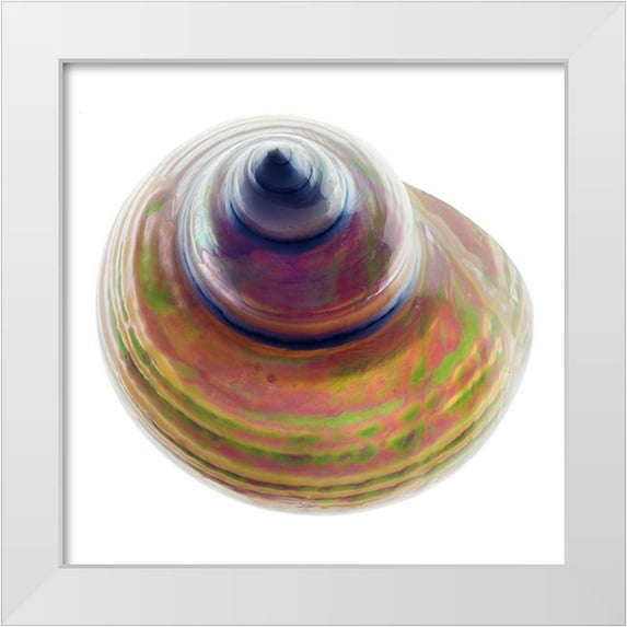 Reynolds, Richard 15x15 White Modern Wood Framed Museum Art Print Titled - Pearl Turban Shell 1