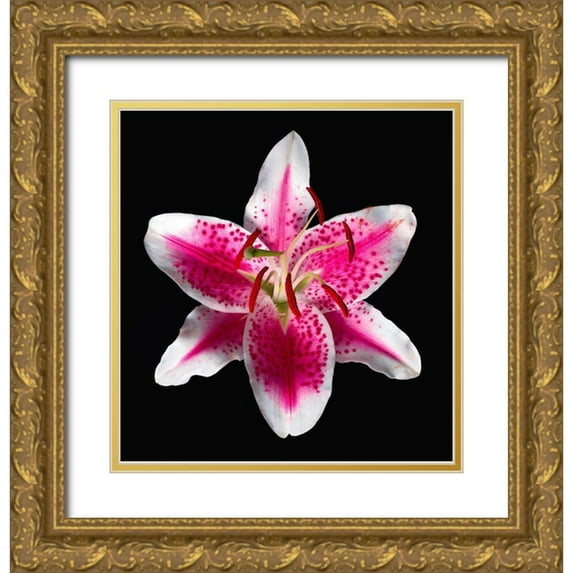 Reynolds, Richard 15x16 Gold Ornate Wood Framed with Double Matting Museum Art Print Titled - Oriental Lily ~ Stargazer