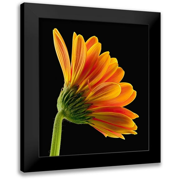 Reynolds, Richard 15x17 Black Modern Framed Museum Art Print Titled - Gerbera Daisy