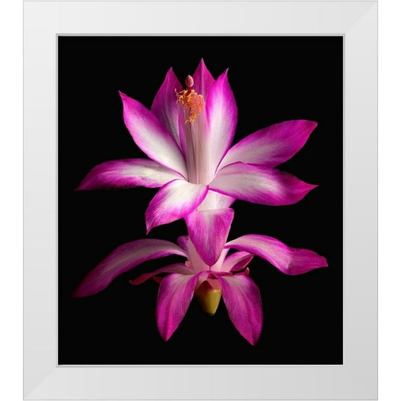 Reynolds, Richard 15x17 White Modern Wood Framed Museum Art Print Titled - Christmas Cactus