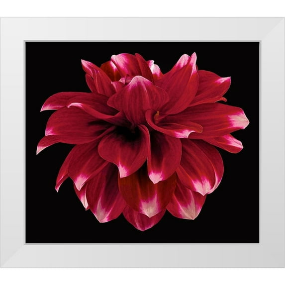 Reynolds, Richard 17x15 White Modern Wood Framed Museum Art Print Titled - Dahlia 2