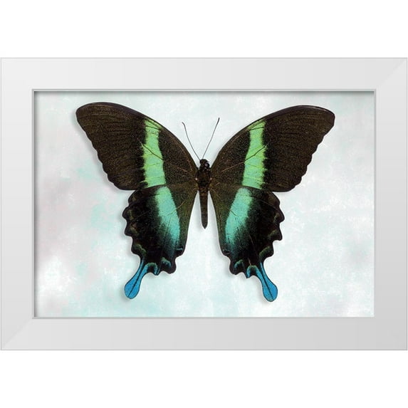 Reynolds, Richard 18x13 White Modern Wood Framed Museum Art Print Titled - Green Swallowtail