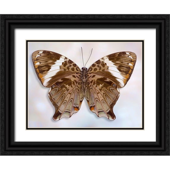 Reynolds, Richard 18x15 Black Ornate Wood Framed with Double Matting Museum Art Print Titled - Prothoe Semperi Semperi