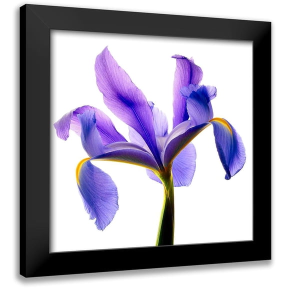 Reynolds, Richard 20x20 Black Modern Framed Museum Art Print Titled - Iris Blue