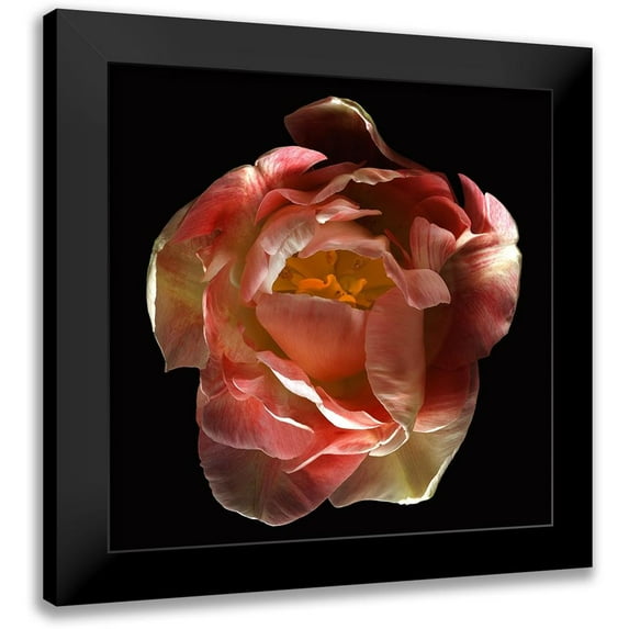 Reynolds, Richard 20x20 Black Modern Framed Museum Art Print Titled - Tulip Angelique