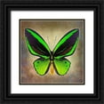 thumbnail image 1 of Reynolds, Richard 20x20 Black Ornate Wood Framed with Double Matting Museum Art Print Titled - Common Green Birdwing, 1 of 4