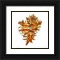 thumbnail image 1 of Reynolds, Richard 20x20 Black Ornate Wood Framed with Double Matting Museum Art Print Titled - Hexaplex Cichoreum, 1 of 4