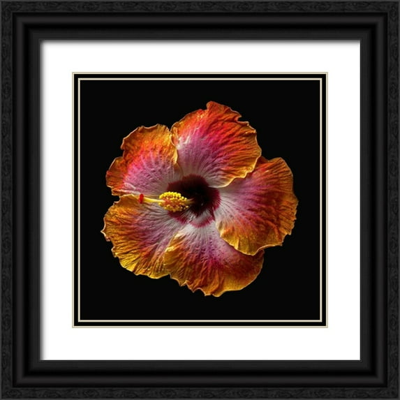 Reynolds, Richard 20x20 Black Ornate Wood Framed with Double Matting Museum Art Print Titled - Hibiscus Exotica