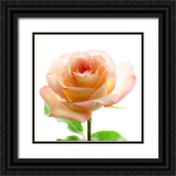Reynolds, Richard 20x20 Black Ornate Wood Framed with Double Matting Museum Art Print Titled - Rose