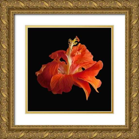Reynolds, Richard 20x20 Gold Ornate Wood Framed with Double Matting Museum Art Print Titled - Tropical Hibiscus ~ Double Orange