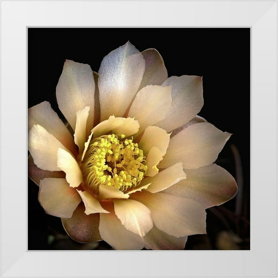 Reynolds, Richard 20x20 White Modern Wood Framed Museum Art Print Titled - Chin Cactus 2