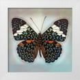 thumbnail image 1 of Reynolds, Richard 20x20 White Modern Wood Framed Museum Art Print Titled - Cracker Butterfly, 1 of 4