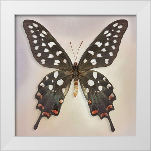 Reynolds, Richard 20x20 White Modern Wood Framed Museum Art Print Titled - Madagascan Swallowtail