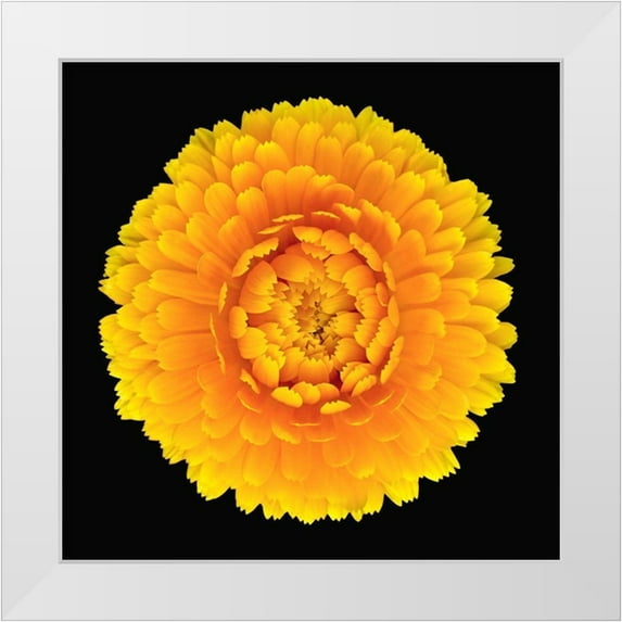 Reynolds, Richard 20x20 White Modern Wood Framed Museum Art Print Titled - Pot Marigold