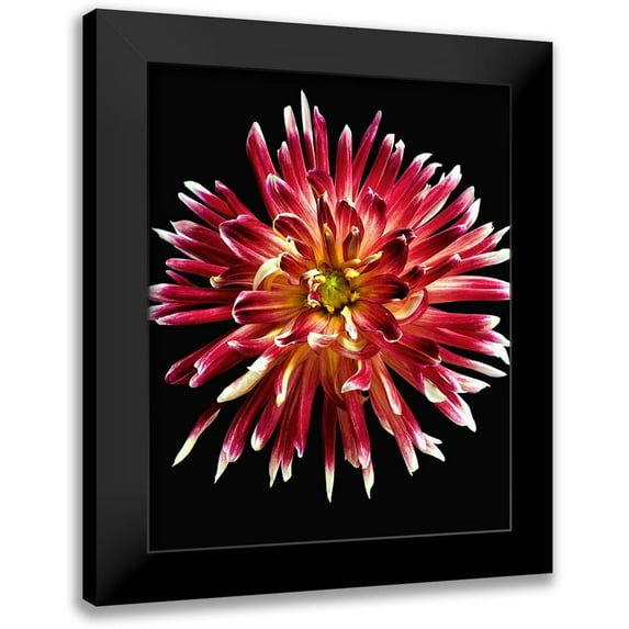 Reynolds, Richard 20x24 Black Modern Framed Museum Art Print Titled - Dahlia 4