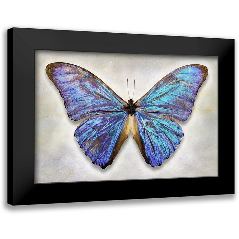 Aurora Morpho Butterfly Art Prints by Richard Reynolds