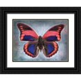 thumbnail image 1 of Reynolds, Richard 24x19 Black Ornate Wood Framed with Double Matting Museum Art Print Titled - Prepona Praeneste Confusa, 1 of 4