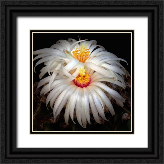 Reynolds, Richard 26x26 Black Ornate Wood Framed with Double Matting Museum Art Print Titled - Artichoke Cactus