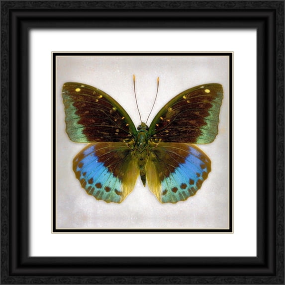 Reynolds, Richard 26x26 Black Ornate Wood Framed with Double Matting Museum Art Print Titled - Common Archduke