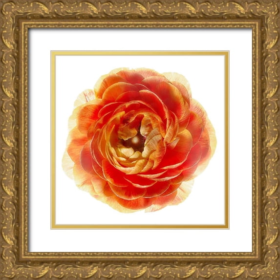 Reynolds, Richard 26x26 Gold Ornate Wood Framed with Double Matting Museum Art Print Titled - Ranunculus Brown