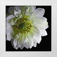 thumbnail image 1 of Reynolds, Richard 26x26 White Modern Wood Framed Museum Art Print Titled - Anemone 2, 1 of 4