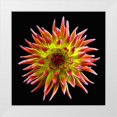 thumbnail image 1 of Reynolds, Richard 26x26 White Modern Wood Framed Museum Art Print Titled - Dahlia ~ Tahiti Sunrise, 1 of 4