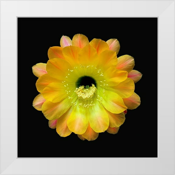 Reynolds, Richard 26x26 White Modern Wood Framed Museum Art Print Titled - Echinopsis Cactus Hybrid - Daydream