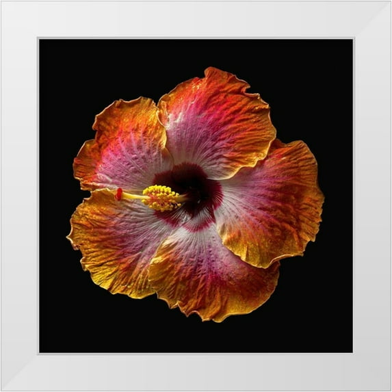 Reynolds, Richard 26x26 White Modern Wood Framed Museum Art Print Titled - Hibiscus Exotica