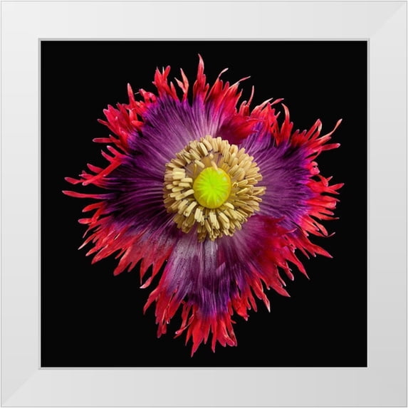 Reynolds, Richard 26x26 White Modern Wood Framed Museum Art Print Titled - Poppy Drama ~ Queen