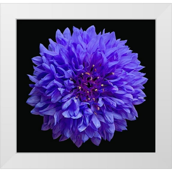 Reynolds, Richard 27x26 White Modern Wood Framed Museum Art Print Titled - Cornflower