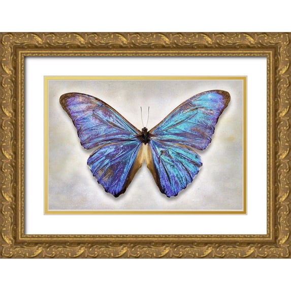 Reynolds, Richard 32x23 Gold Ornate Wood Framed with Double Matting Museum Art Print Titled - Aurora Morpho