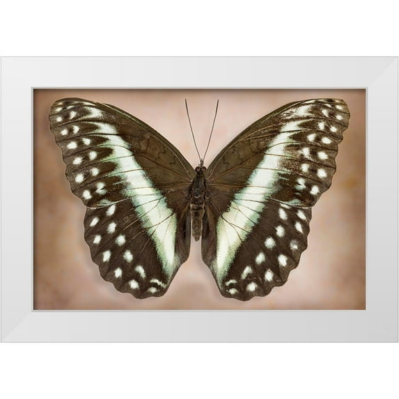 Reynolds, Richard 32x23 White Modern Wood Framed Museum Art Print Titled - Cymothoe Oemilius