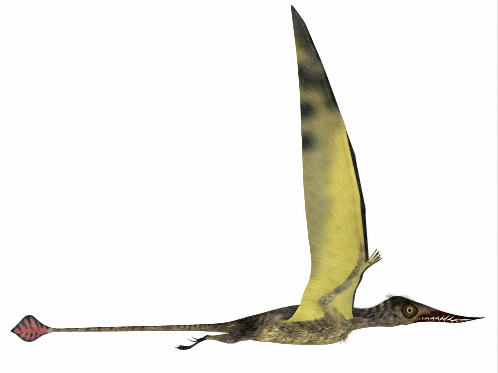 Rhamphorhynchus pterosaur Canvas Art - Corey FordStocktrek Images (16 x 12)