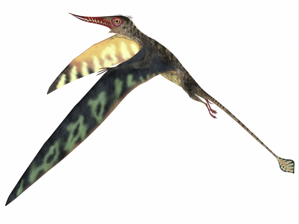Rhamphorhynchus pterosaur Canvas Art - Corey FordStocktrek Images (17 x 13)