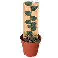 thumbnail image 1 of Rhaphidophora Hayi Live Plant for Indoor | Different Houseplants in 4'' & 6'' Pot | Real House Plant for Living Room, Office, Desk & Bathroom | Shingle Plant | Shingle Vine, 1 of 5