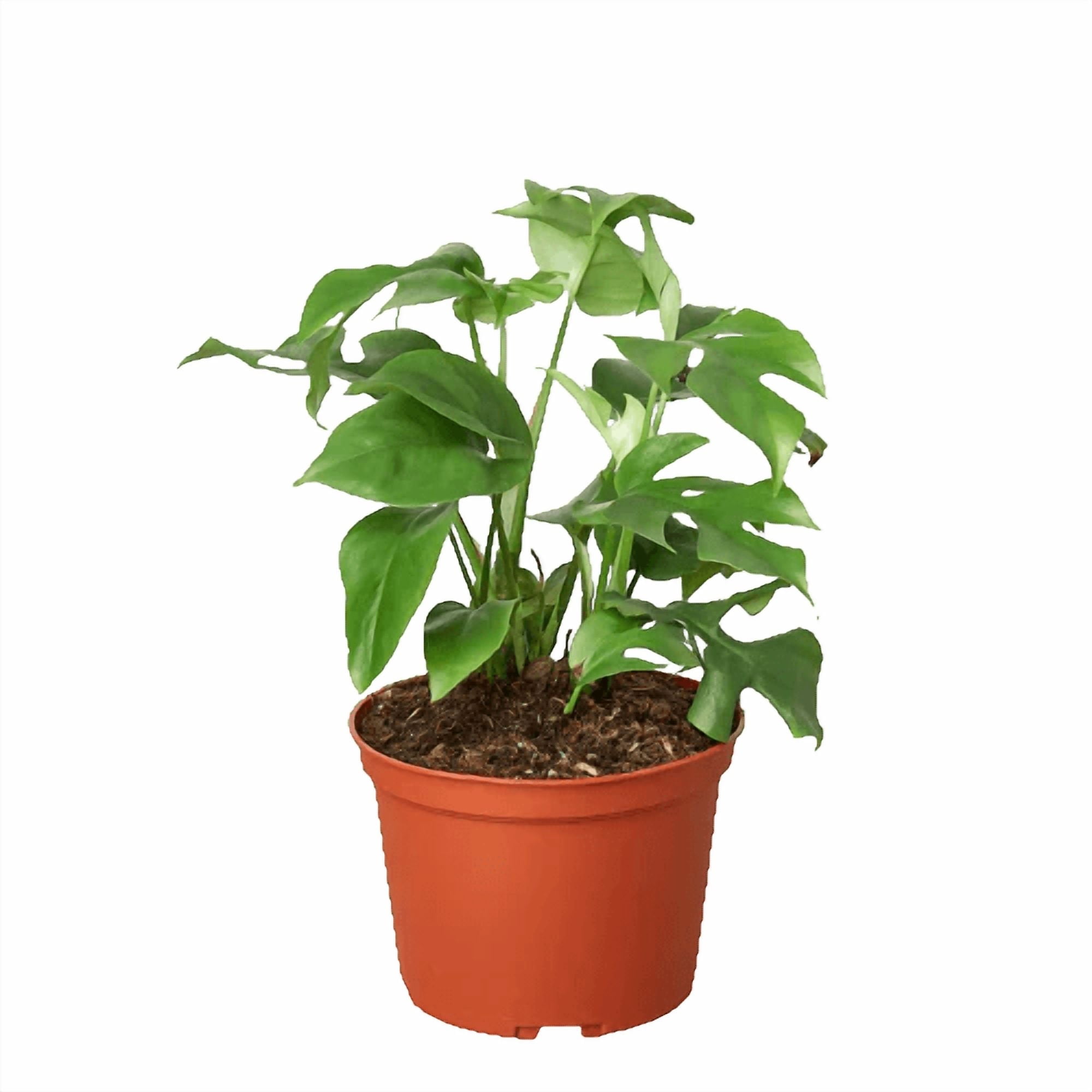 Rhaphidophora Tetrasperma Mini Monstera 'Ginny' - Live Air-Purifying Indoor Plant in Nursery Pot – Easy Care, Low Maintenance Houseplant for Home & Office Decor, Natural Air Cleaner, Best for
