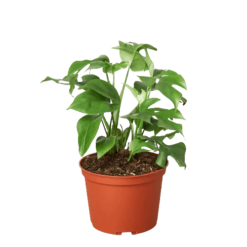 Rhaphidophora Tetrasperma Mini Monstera 'Ginny' - Live Air-Purifying Indoor Plant in Nursery Pot – Easy Care, Low Maintenance Houseplant for Home & Office Decor, Natural Air Cleaner, Best for