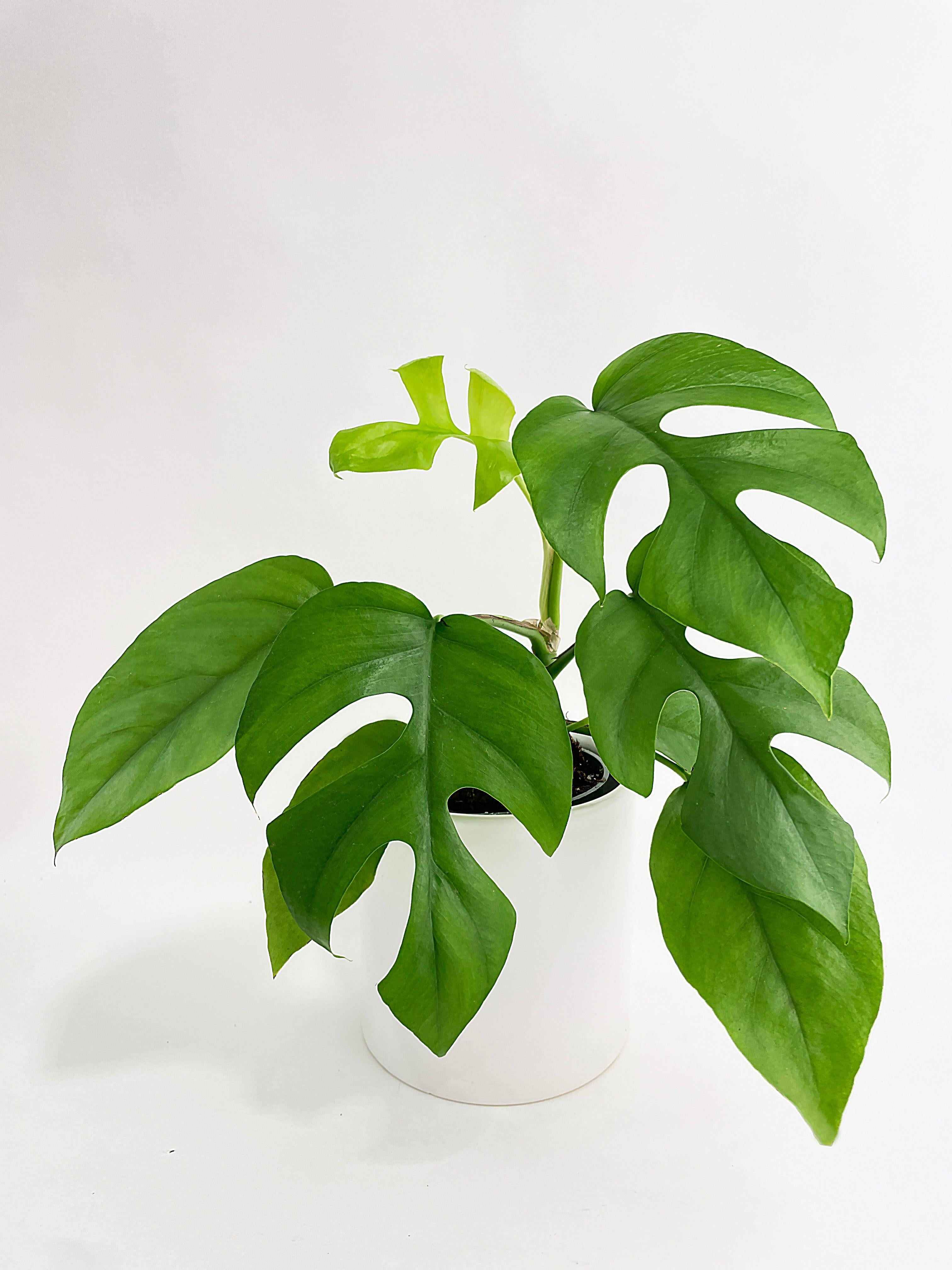 Rhaphidophora Tetrasperma Mini Monstera 'Ginny' - Live Air-Purifying Indoor Plant in Nursery Pot – Easy Care, Low Maintenance Houseplant for Home & Office Decor, Natural Air Cleaner, Best for