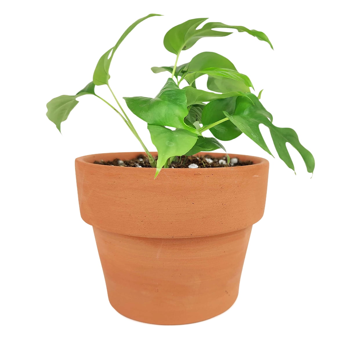 Rhaphidophora Tetrasperma - Monstera Minima (4" Terracotta Pot) -  Air-purifying Houseplant - Easy to Care Houseplant for Beginners -  Walmart.com