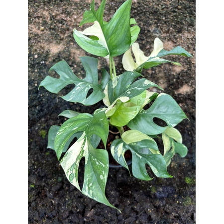 Rhaphidophora tetrasperma 'albo' - Get similar 4+ leaves