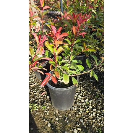 Rhaphiolepis indica 'Pink Lady' 5 gallon pot - Get similar