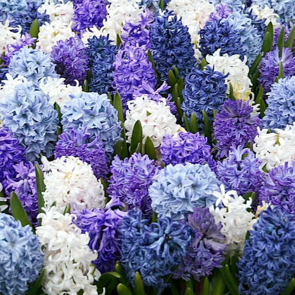 Rhapsody in Blue Hyacinth Mix Flower Bulbs - 6 Bulbs per Pack - Pleasantly Scented - Good as Cut Flowers - Grows Well In Containers - Grow Indoors or Outdoors – Easy to Grow Live Garden